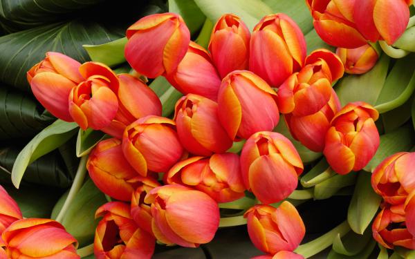 Free tulip flowers arrangement wallpaper download