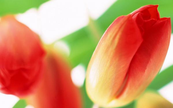 Free tulip flowers wallpaper download