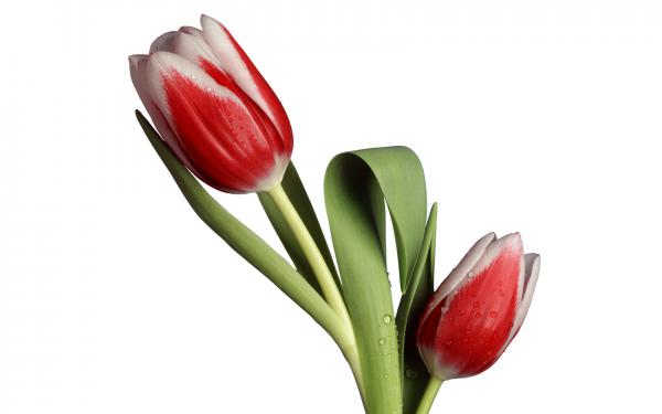 Free tulip model wallpaper download