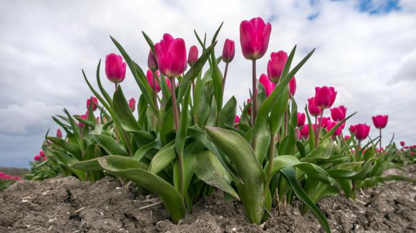 Free tulip pink flowers 4k 5k hd flowers wallpaper download