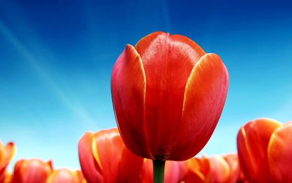 Free tulips 2 wallpaper download