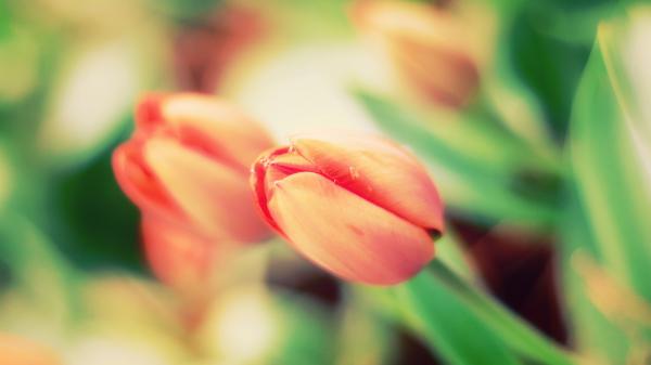 Free tulips 3 wallpaper download