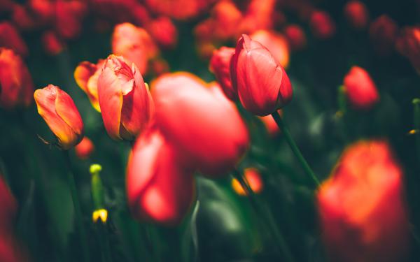 Free tulips 4k 8k wallpaper download