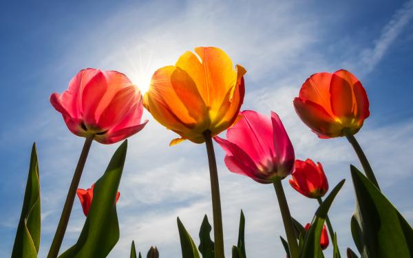 Free tulips blossom 4k wallpaper download