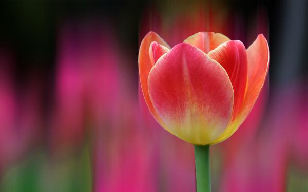 Free tulips bokeh 4k wallpaper download