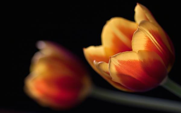 Free tulips couple wallpaper download