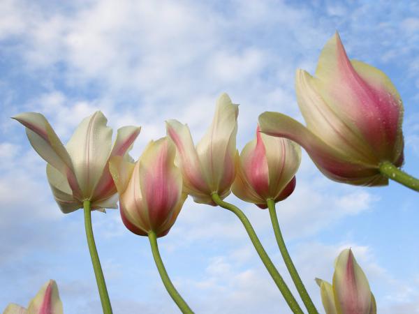 Free tulips from down under wallpaper download