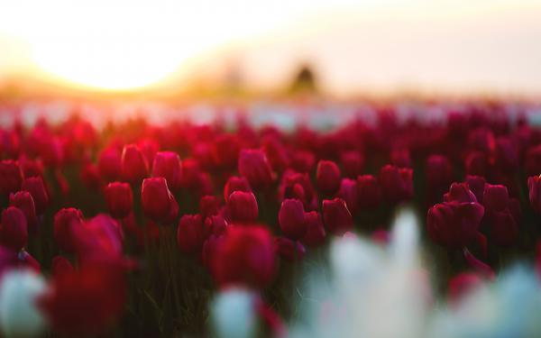 Free tulips garden 4k wallpaper download