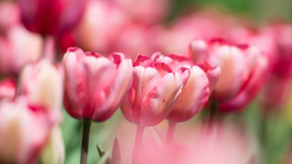 Free tulips garden 5k wallpaper download