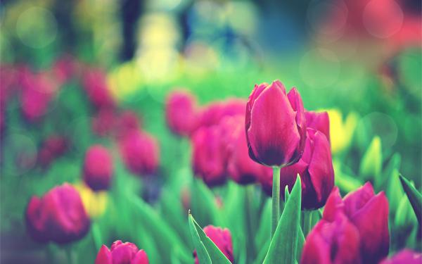 Free tulips garden wallpaper download