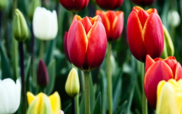 Free tulips in bloom wallpaper download