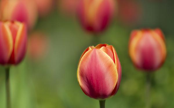 Free tulips macro shot wallpaper download