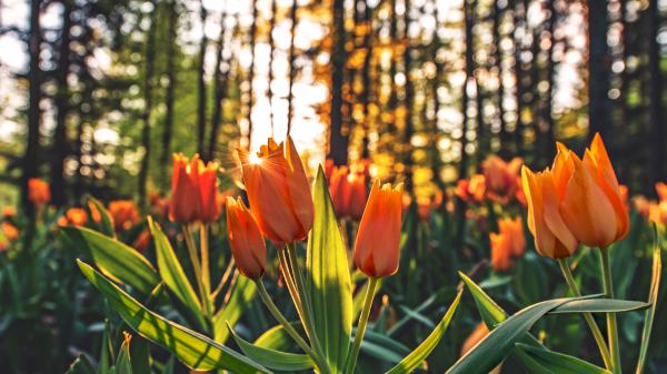 Free tulips orange wallpaper download