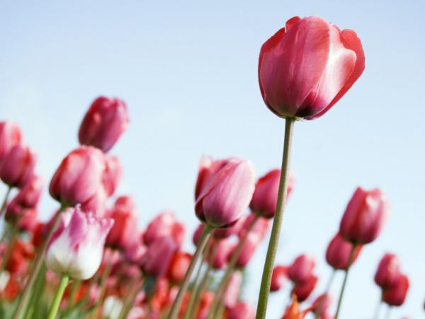 Free tulips rising 1024x768 wallpaper download