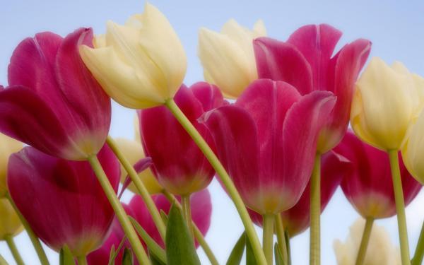 Free tulips  sky wallpaper download