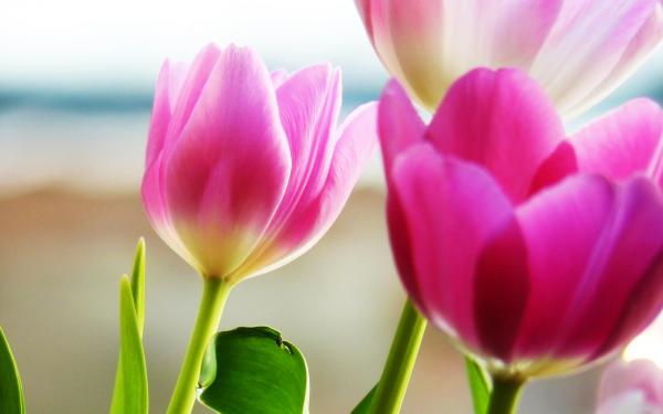 Free tulips spring 2 wallpaper download