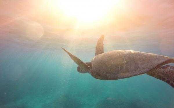 Free turtle underwater 4k wallpaper download