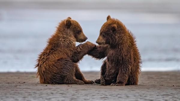 Free two baby bears are sitting on beach sand with water background during daytime 4k hd animals wallpaper download