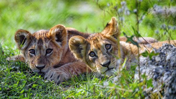 Free two baby lions 4k hd animals wallpaper download