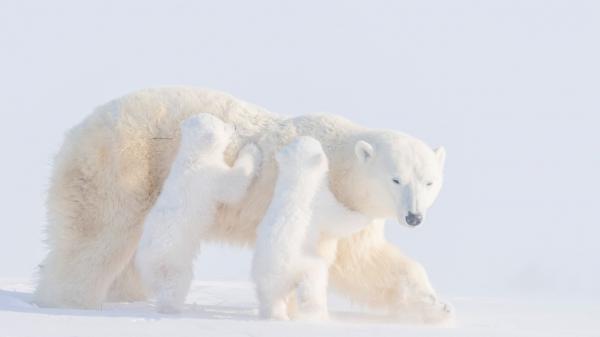 Free two baby polar bears and mother polar bear hd animals wallpaper download