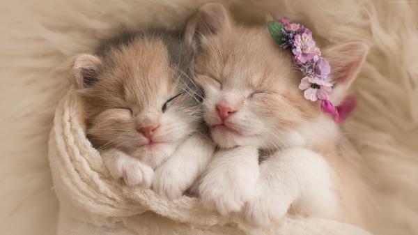 Free two beautiful kittens are sleeping covered with white towel 4k hd kittens wallpaper download