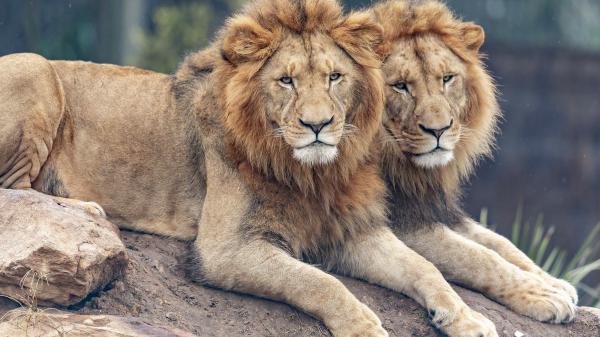 Free two big lions are lying down on rock in blur background hd animals wallpaper download