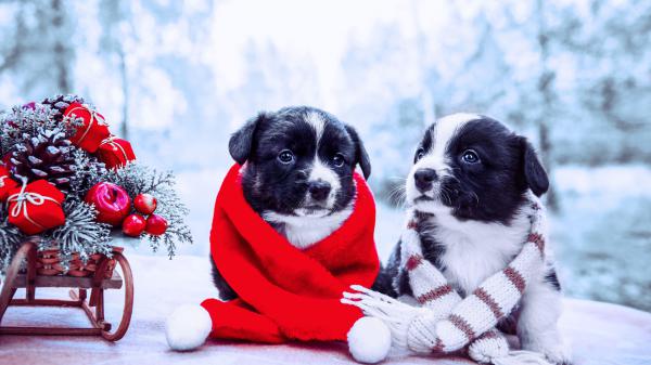 Free two black white puppies are sitting near sled with christmas ornaments wearing red white mufflers hd puppy wallpaper download