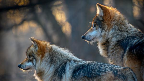 Free two brown and white wolves are standing and facing one side in blur ash background hd animals wallpaper download