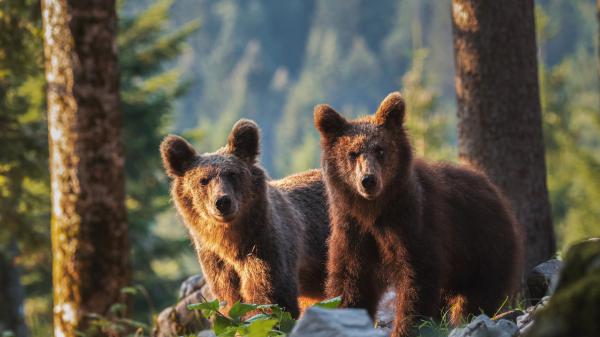 Free two brown bears hd animals wallpaper download