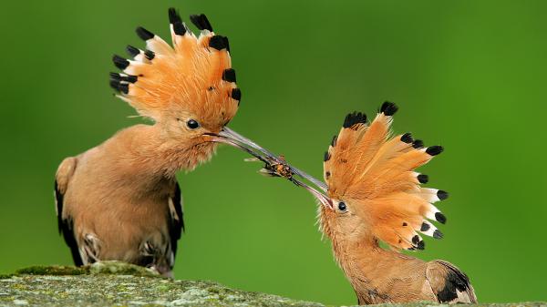 Free two brown black long beak birds on rock in green background hd birds wallpaper download