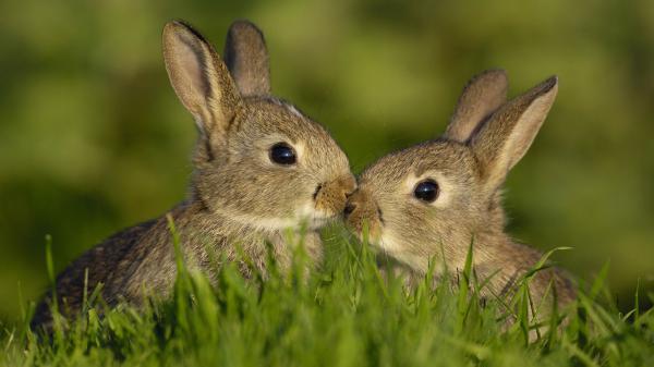 Free two brown cute rabbits closeup photo in a blur greenfield hd animals wallpaper download