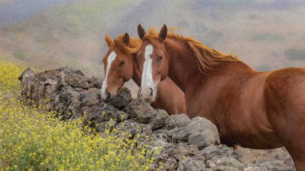 Free two brown horses are standing near rock during daytime 4k hd animals wallpaper download