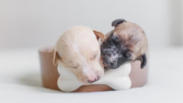 Free two brown puppies on brown pet bowl hd animals wallpaper download