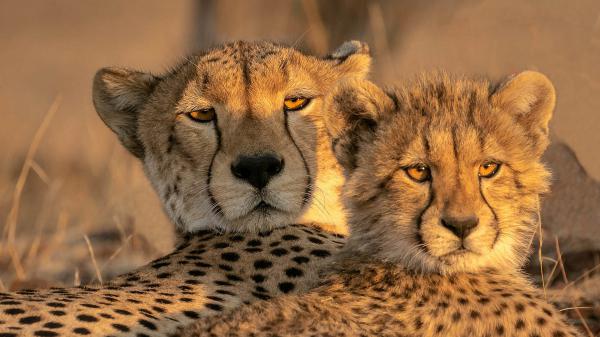 Free two cheetahs hd animals wallpaper download