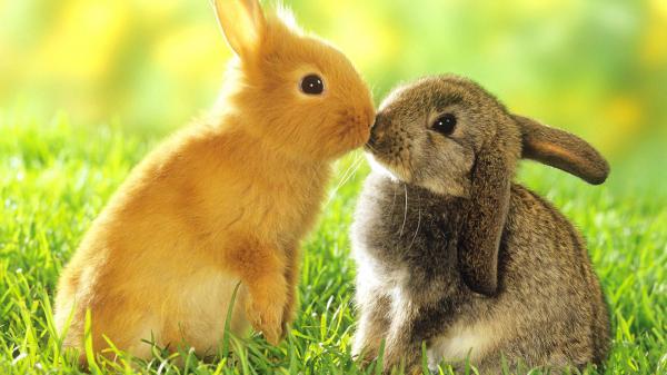 Free two cute brown and black rabbits are kissing and sitting on green grass in a green blur background hd animals wallpaper download