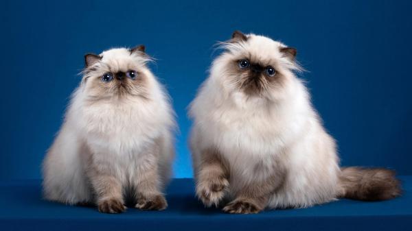 Free two cute cats are sitting on table with blue color background hd animals wallpaper download