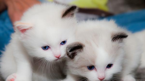 Free two cute white cats are looking down 4k hd kitten wallpaper download