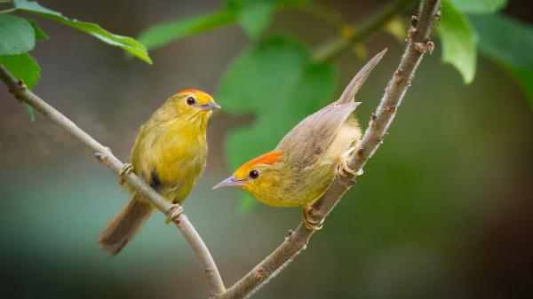 Free two cute yellow birds are sitting on tree branch during daytime hd animals wallpaper download