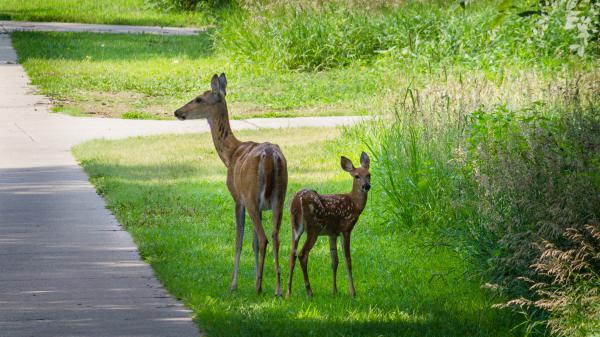 Free two deers are standing on grass field hd deer wallpaper download