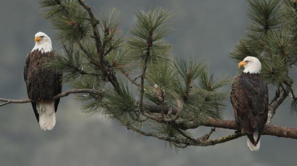 Free two eagles are standing on branch of a tree hd birds wallpaper download