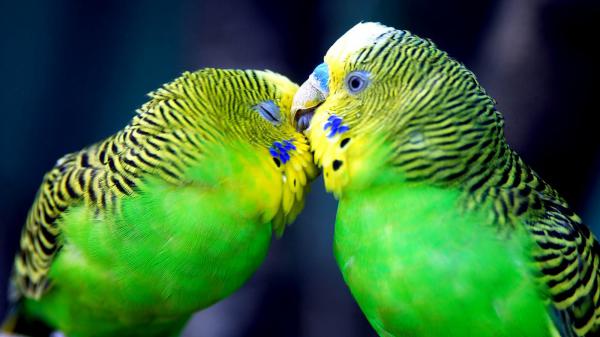 Free two green and yellow birds are perching on tree branch during daytime in a blur background hd animals wallpaper download