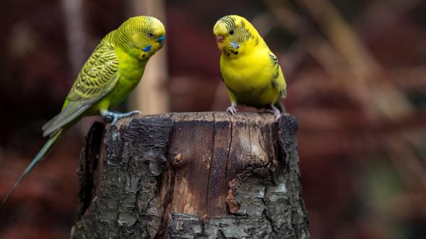 Free two green blue budgerigars on tree trunk in blur background 4k hd birds wallpaper download