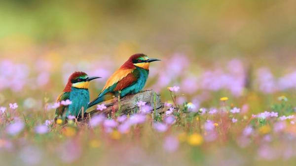 Free two green red yellow birds with sharp nose are sitting on tree trunk in a blur flowers background hd animals wallpaper download