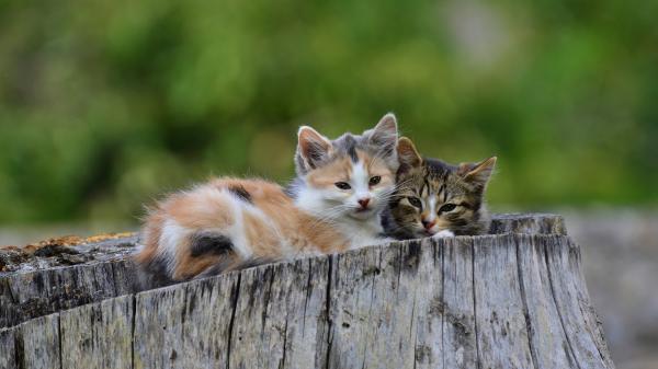 Free two kittens are sitting on wood with shallow background hd kitten wallpaper download