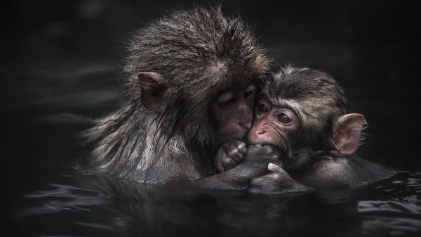 Free two monkeys are on body of water in close up photography hd animals wallpaper download