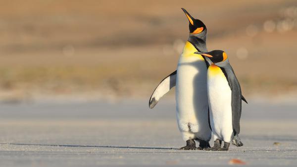 Free two penguins hd birds wallpaper download