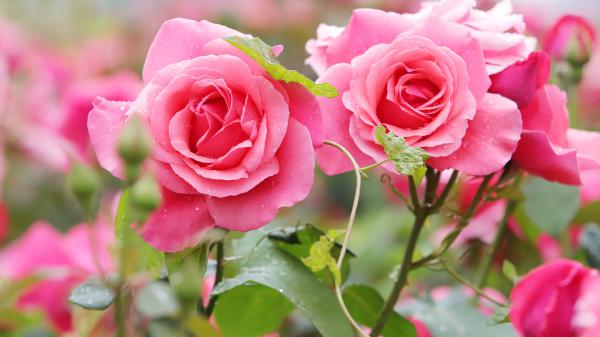 Free two pink rose flowers with leaves 4k 5k hd flowers wallpaper download