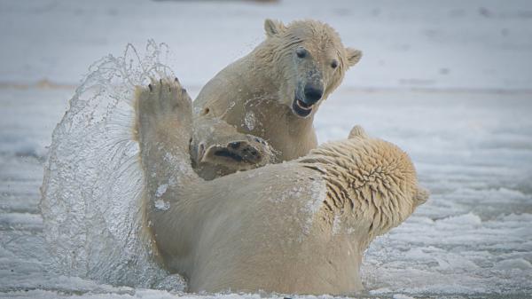 Free two polar bears are playing on ice hd animals wallpaper download