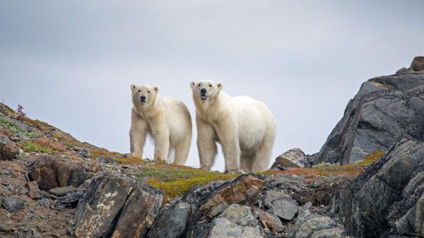 Free two polar bears are standing near rock with clouds background 4k hd animals wallpaper download