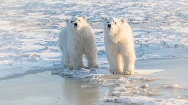 Free two polar bears hd animals wallpaper download